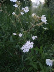 Silene latifolia alba