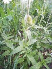 Silene latifolia alba