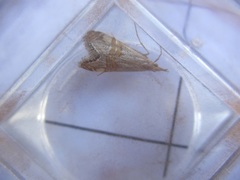 Euchromius californicalis