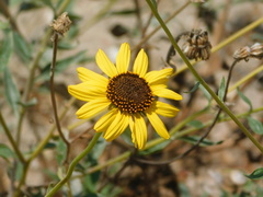 Helianthus gracilentus