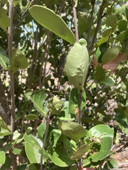 Elaeodendron xylocarpum