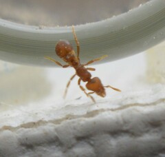 Strumigenys membranifera