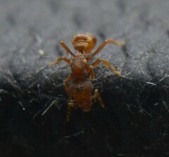 Strumigenys membranifera