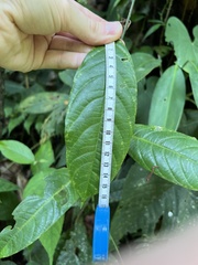 Passiflora ambigua