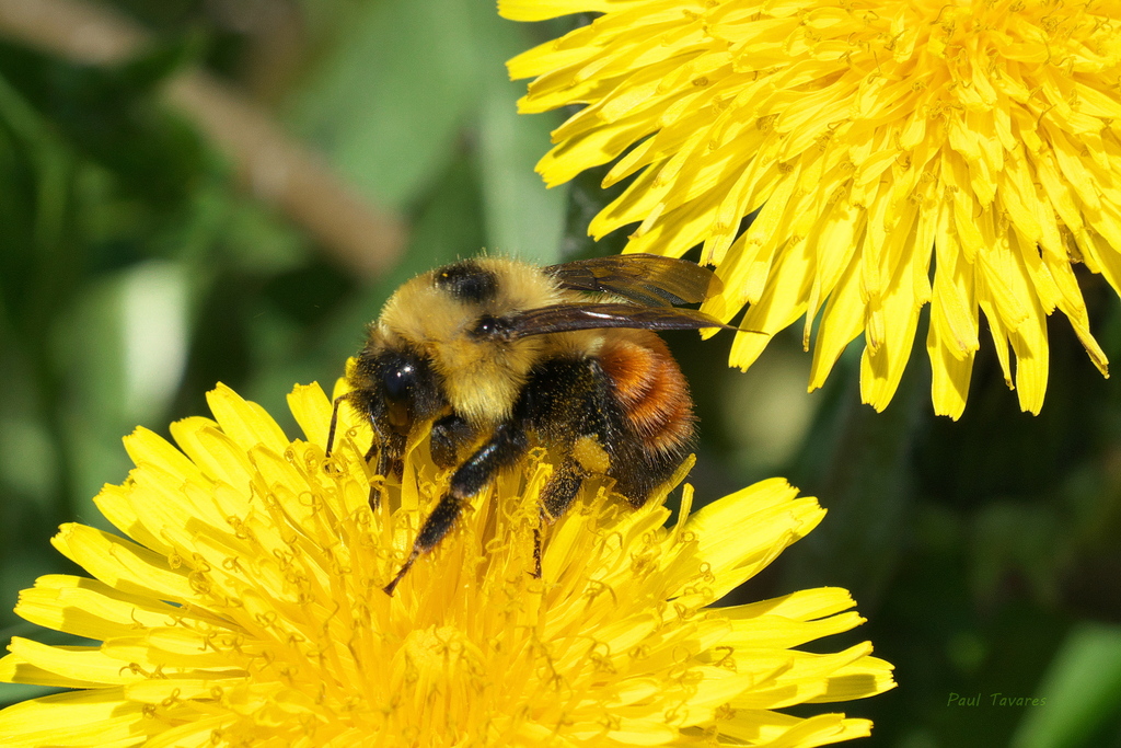 Polar Bumble Bee (Bombus polaris) · iNaturalist