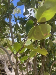 Elaeodendron xylocarpum