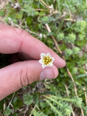 Gagea serotina
