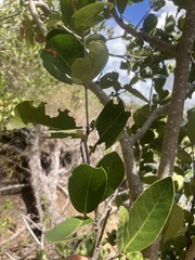 Elaeodendron xylocarpum