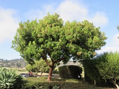 Arbutus × andrachnoides