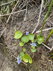 Viola epipsiloides