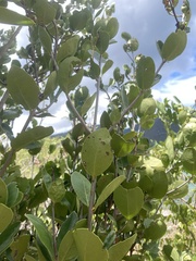 Elaeodendron xylocarpum