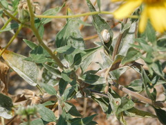 Helianthus gracilentus