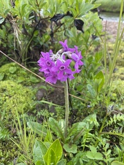 Primula tschuktschorum