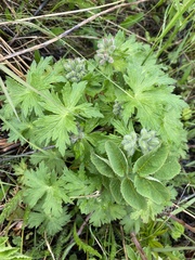 Geranium erianthum