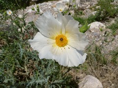Argemone grandiflora