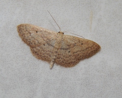 Scopula internataria