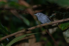 Myrmotherula unicolor