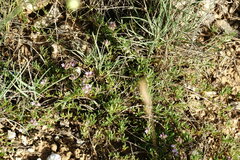 Thymus callieri
