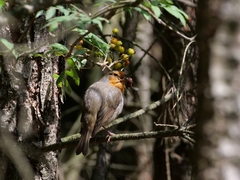 Erithacus rubecula