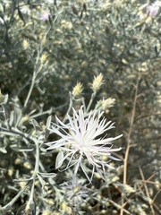 Centaurea diffusa