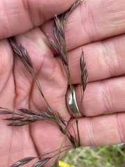 Festuca altaica
