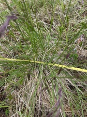 Festuca altaica