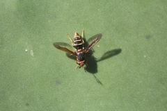Hermetia comstocki