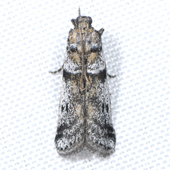Laetilia dilatifasciella