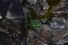 Asplenium exiguum