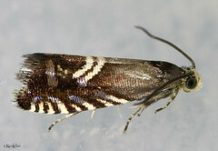 Grapholita interstinctana