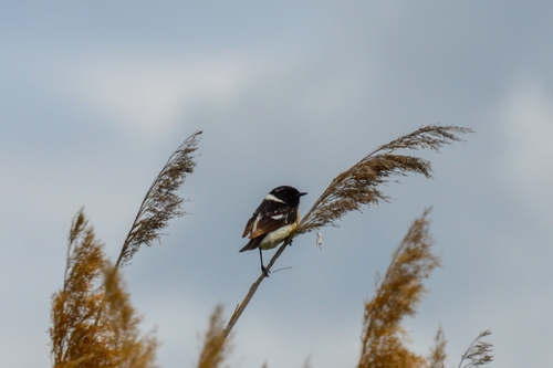Tarabilla siberiana (Saxicola maurus)