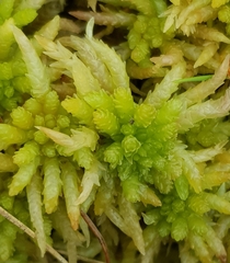Sphagnum palustre