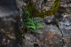 Asplenium exiguum