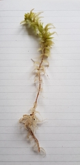 Sphagnum palustre