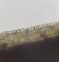 Sphagnum palustre
