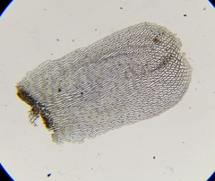 Sphagnum palustre