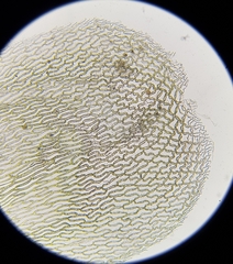 Sphagnum palustre
