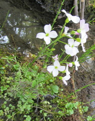 Cardamine polemonioides