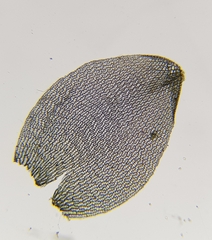 Sphagnum palustre