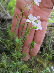 Cardamine polemonioides