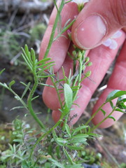 Cardamine polemonioides