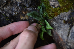 Asplenium exiguum
