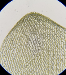 Sphagnum palustre