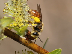 Andrena erythrogaster