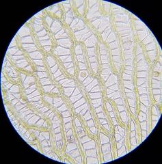 Sphagnum palustre
