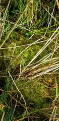 Sphagnum palustre