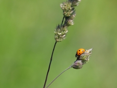 Coccinella septempunctata
