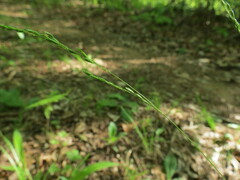 Sphenopholis obtusata