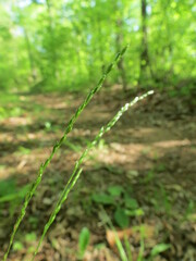Sphenopholis obtusata