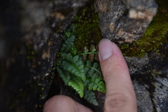 Asplenium exiguum